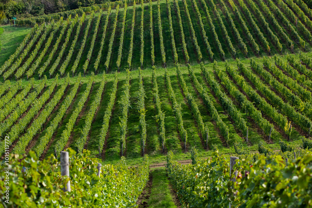 Grape field growing for wine. Vineyard hills in the Republic of Moldova. Summer scenery with wine yard rows. Grape field growing for wine. Vineyard hills in the Republic of Moldova. Summer scenery with wine yard rows.