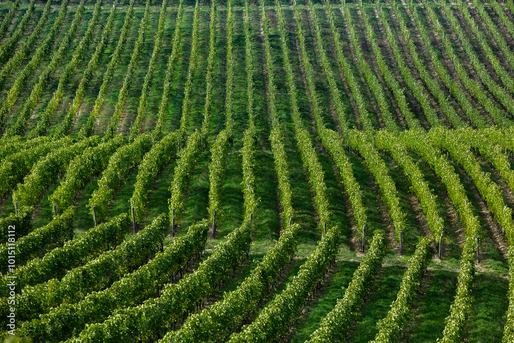 Grape field growing for wine. Vineyard hills in the Republic of Moldova. Summer scenery with wine yard rows. Grape field growing for wine. Vineyard hills in the Republic of Moldova. Summer scenery with wine yard rows.