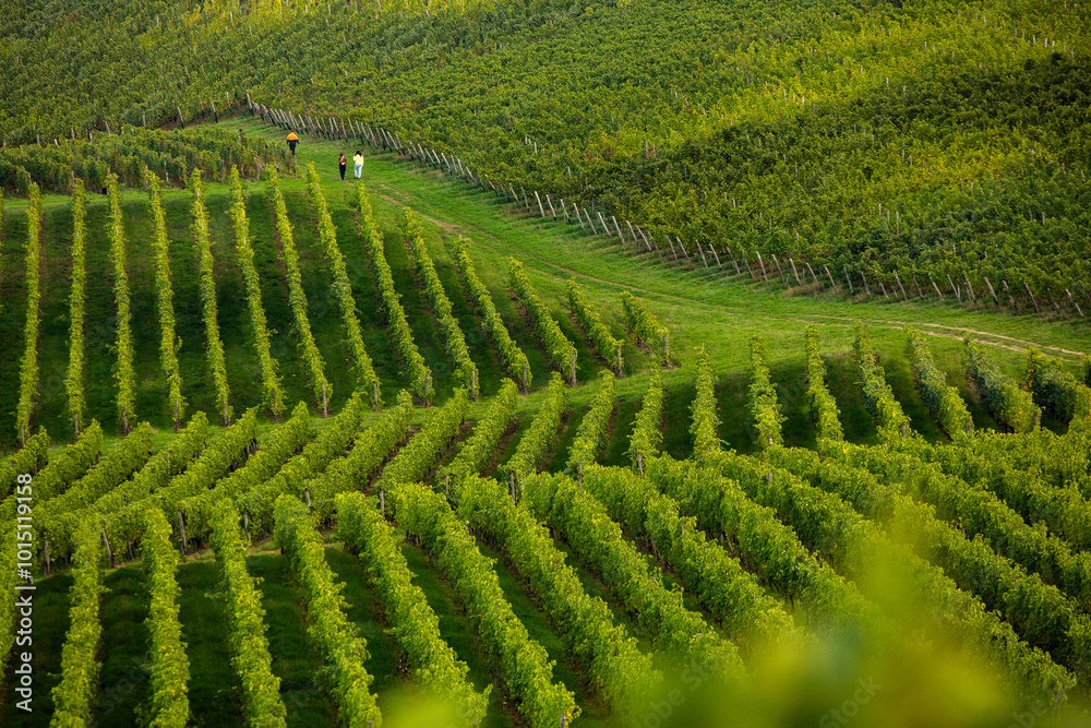 Grape field growing for wine. Vineyard hills in the Republic of Moldova. Summer scenery with wine yard rows. Grape field growing for wine. Vineyard hills in the Republic of Moldova. Summer scenery with wine yard rows.