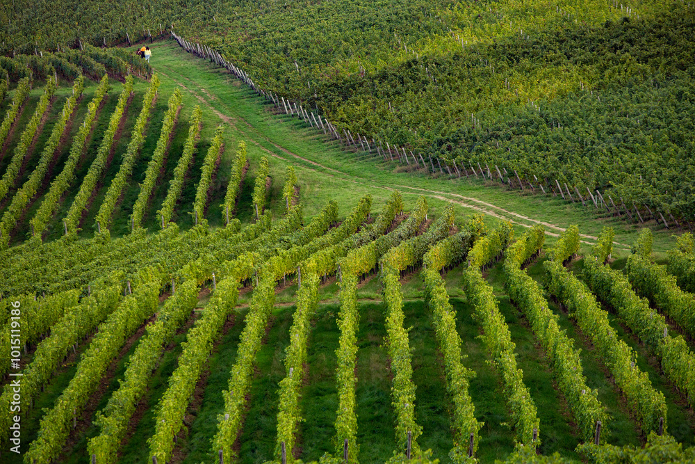 Picturesque Landscape of Rural Moldova. Idyllic Countryside Landscape in Republic of Moldova. Rolling Hills and Farmland in Europe. Picturesque Landscape of Rural Moldova. Idyllic Countryside Landscape in Republic of Moldova. Rolling Hills and Farmland in Europe.