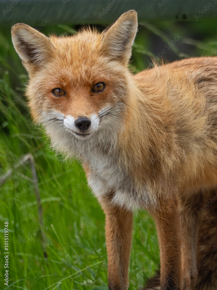Fototapeta premium Red Fox at the edge of a road