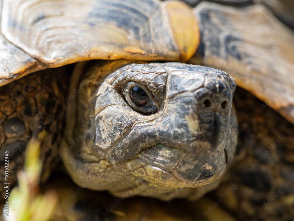 Hermann's Tortoise close up image Hermann's Tortoise close up image