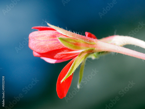 Photography Red geranium macro flower