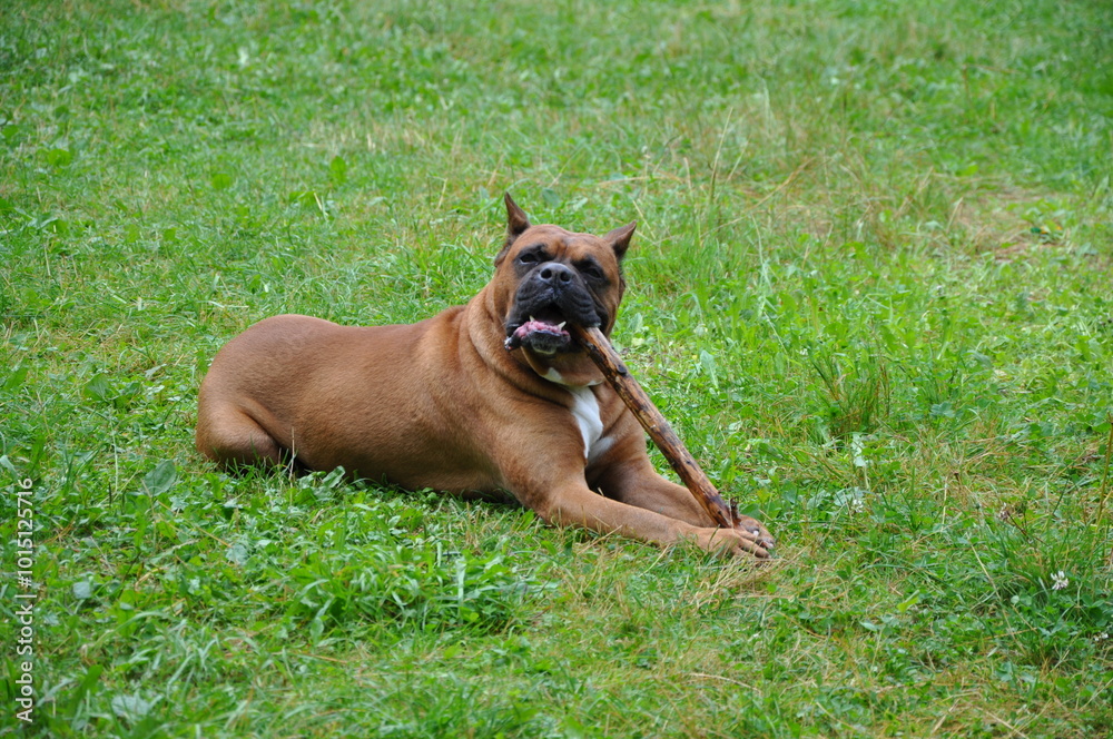 Boxer dog plays with wood stick Boxer dog plays with wood stick