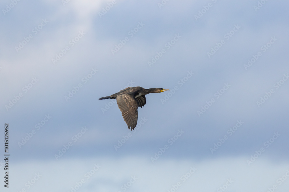 A cormorant flying A cormorant flying