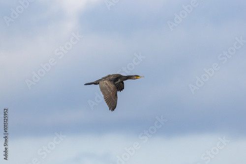 A cormorant flying