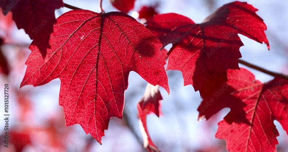 Red maple leaves gently moving in the wind