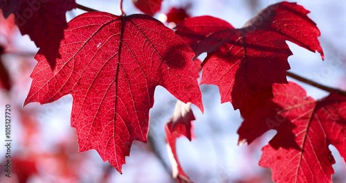 Red maple leaves gently moving in the wind