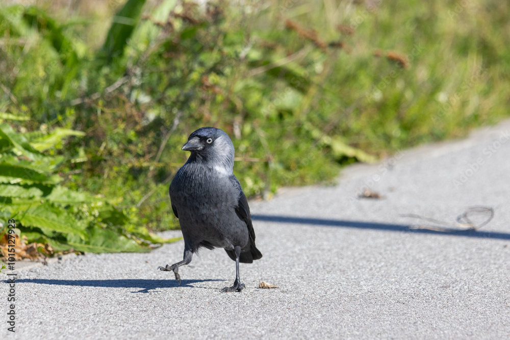 Obraz premium A jackdaw on the ground