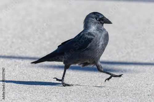 A jackdaw on the ground