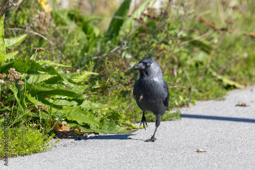A jackdaw on the ground