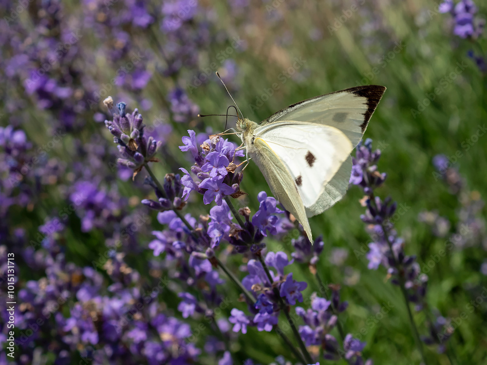 Large white butterfly in rows of lavender Large white butterfly in rows of lavender