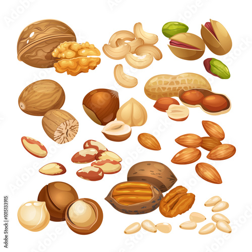 Vector set of different nuts such as cashew,walnuts,macadamia,brazil nut,pecan,hazelnut,peanut,pistachios,nutmeg,pine nuts,almond isolated on white background
