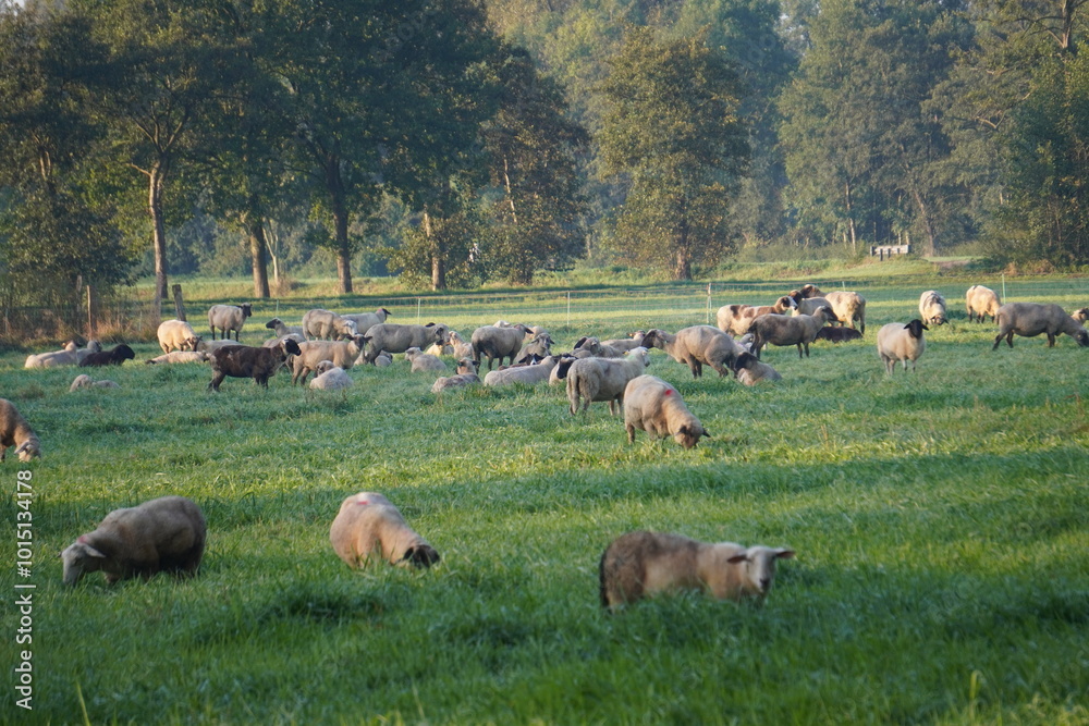 Obraz premium Schafe am Niederrhein 