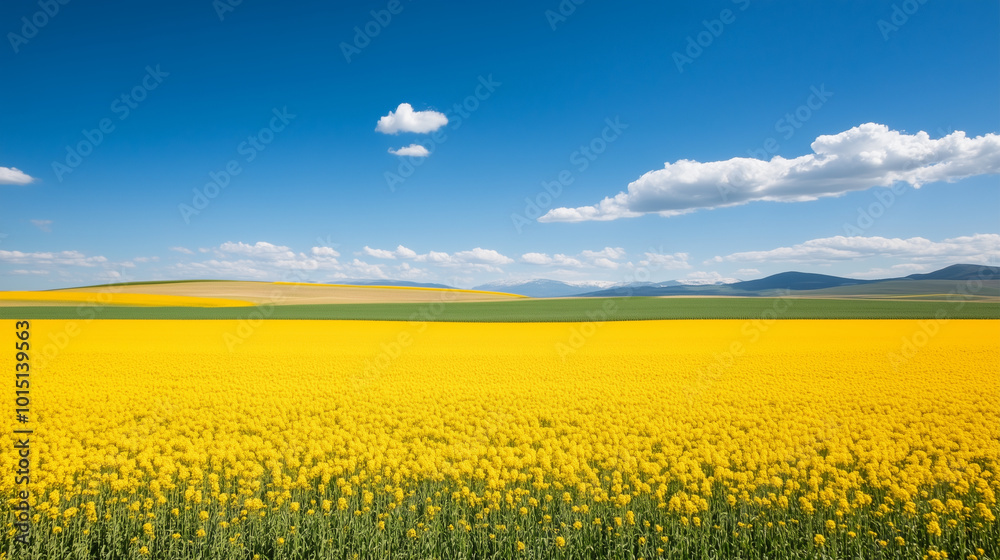 Obraz premium field of yellow flowers and sky