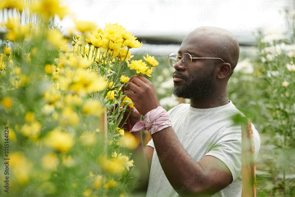 Side view portrait of adult African American man caring for dainty yellow flowers at flower plantation in glass greenhouse Side view portrait of adult African American man caring for dainty yellow flowers at flower plantation in glass greenhouse
