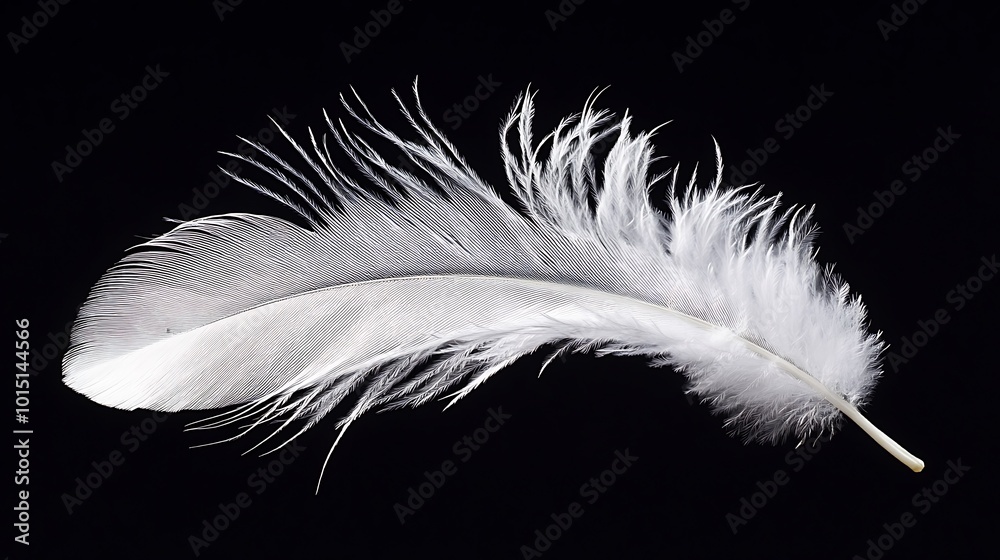 Obraz premium Single White Feather Isolated on Black Background