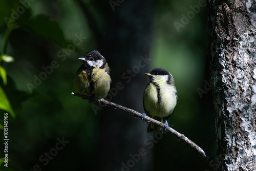 Obraz na płótnie A mother great tit with her offspring w salonie