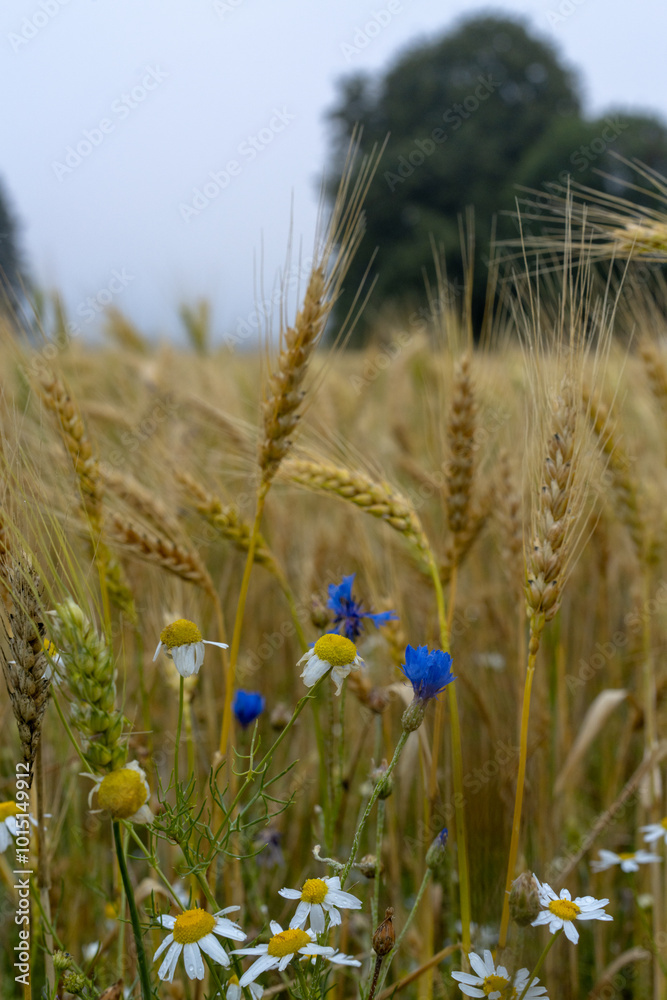 Obraz premium Cornflowers in a cornfield.