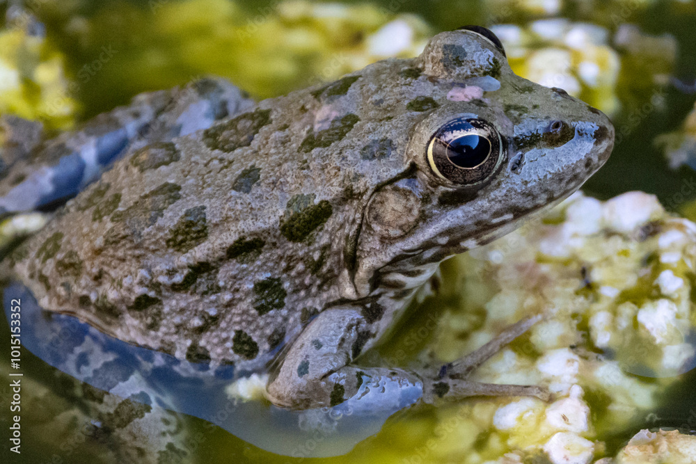 Fototapeta premium Ein Seefrosch sitzt auf Styroporresten in der Seitenansicht