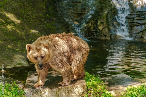 Oso pardo bañandose photo