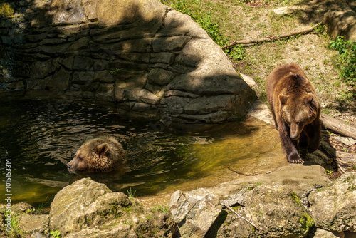 Oso pardo bañandose