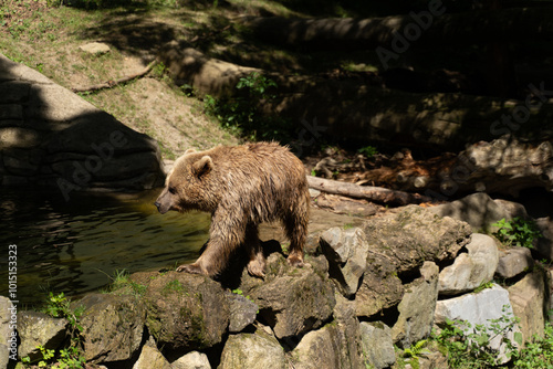 Oso pardo bañandose