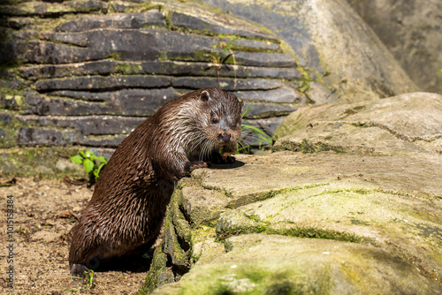 Nutria alimentandose fuera del agua photo