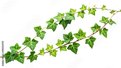 Creeping flowering plant Ivny isolated on transparent background