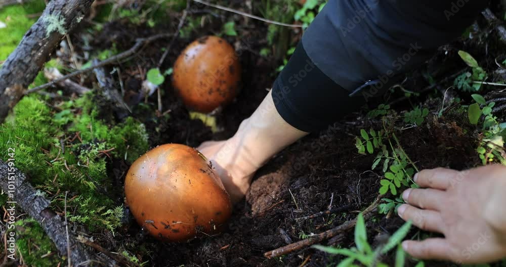 Picking amanita caesarea, orange mushroom edible in forest of China Picking amanita caesarea, orange mushroom edible in forest of China