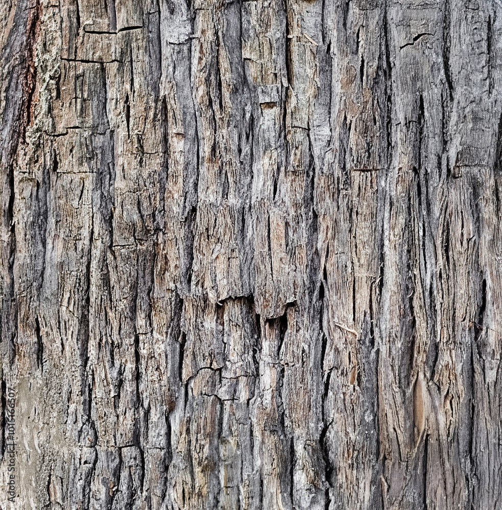 Detailed close-up of rough textured tree bark, perfect for nature backgrounds, patterns, and organic textures. Detailed close-up of rough textured tree bark, perfect for nature backgrounds, patterns, and organic textures.