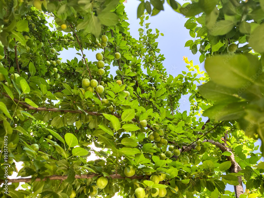 Fototapeta premium Close up photo of stack of plum or plums hanging on a branch and tree with leaf. Copy space photo.