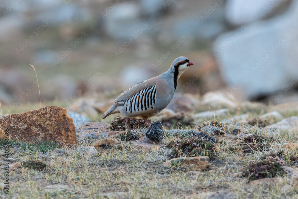 Chukar in natural Habitat. Having beautiful colors of the wings. Chukar in natural Habitat. Having beautiful colors of the wings.