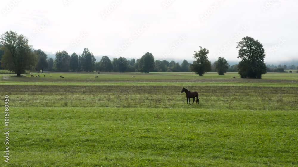 A tranquil field with a single horse standing alone in the green meadow, surrounded by trees and grazing cows in the background. The scene is serene and peaceful under a cloudy sky. A tranquil field with a single horse standing alone in the green meadow, surrounded by trees and grazing cows in the background. The scene is serene and peaceful under a cloudy sky.
