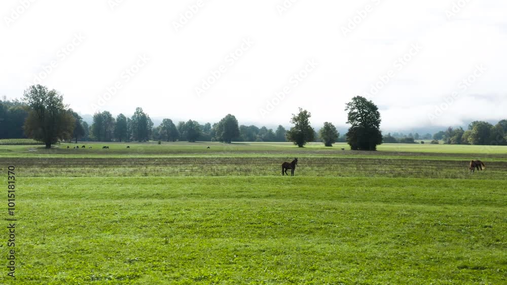 A wide open landscape featuring a large green field with two horses grazing under the misty sky. The horizon is filled with scattered trees and a line of fog-covered mountains in the background. A wide open landscape featuring a large green field with two horses grazing under the misty sky. The horizon is filled with scattered trees and a line of fog-covered mountains in the background.