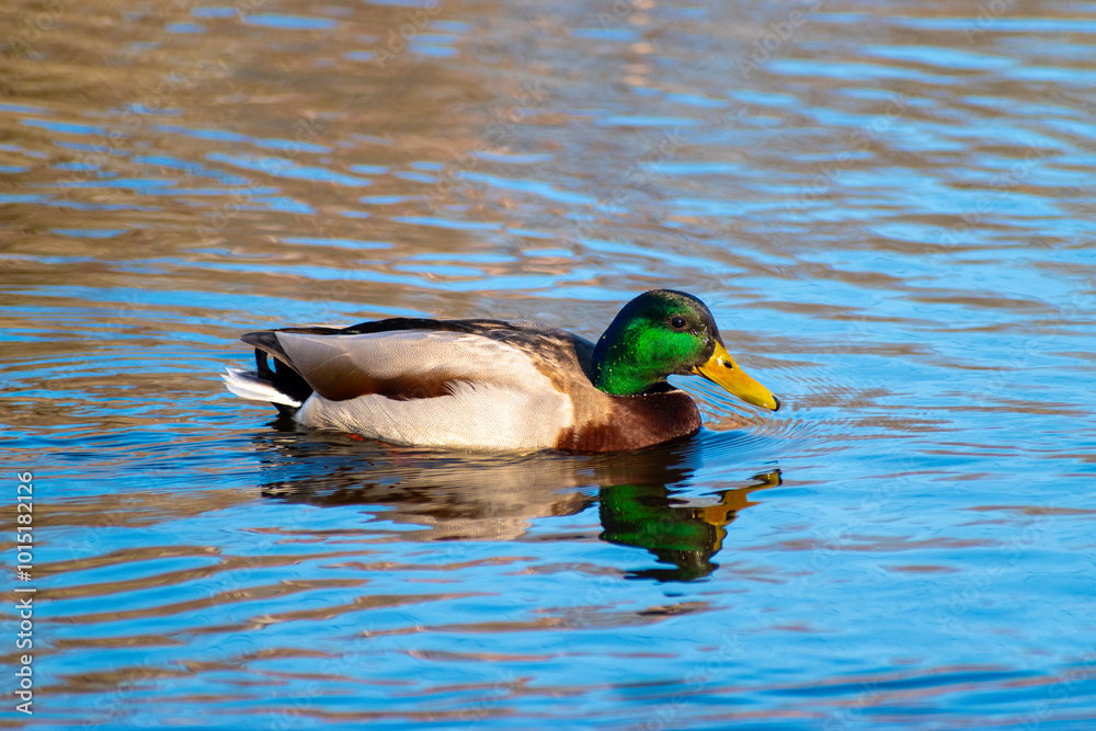 Fototapeta premium duck on the water