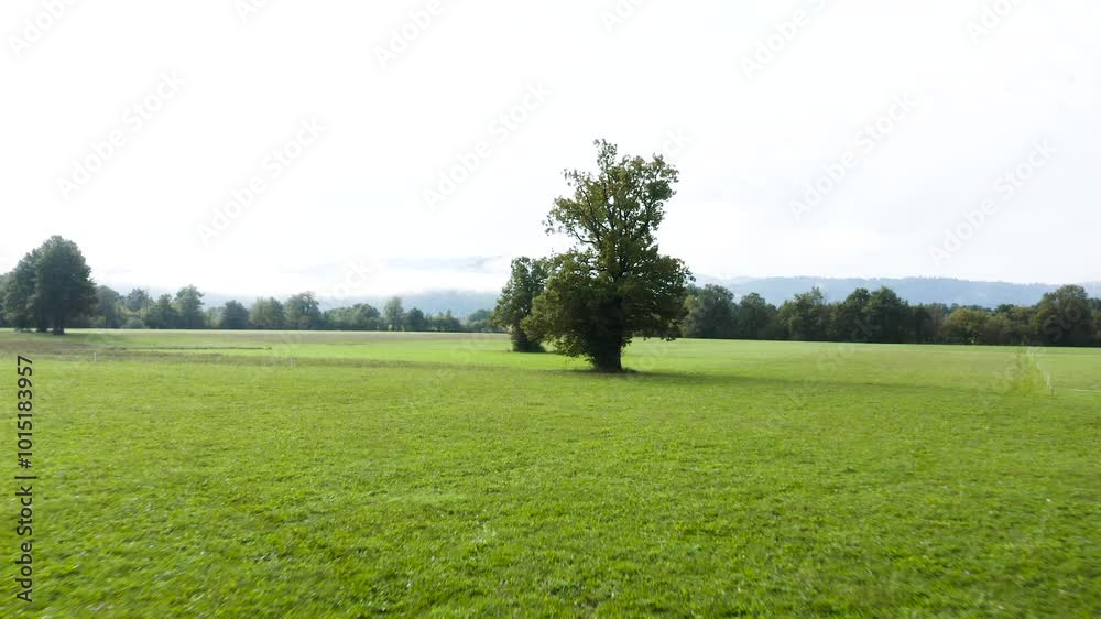 A sprawling meadow with a towering tree offers a serene rural scene. Ponies graze peacefully in the foreground, framed by a distant tree line and a misty horizon. A sprawling meadow with a towering tree offers a serene rural scene. Ponies graze peacefully in the foreground, framed by a distant tree line and a misty horizon.
