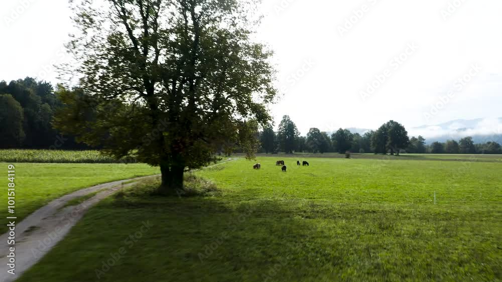 A serene rural landscape with a large tree standing beside a curving dirt road. Ponies graze on the lush green grass, with mountains in the distance and a misty sky. Natural beauty and peacefulness. A serene rural landscape with a large tree standing beside a curving dirt road. Ponies graze on the lush green grass, with mountains in the distance and a misty sky. Natural beauty and peacefulness.
