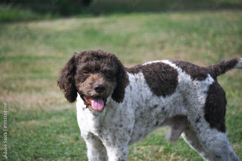 lagotto beautiful dog
