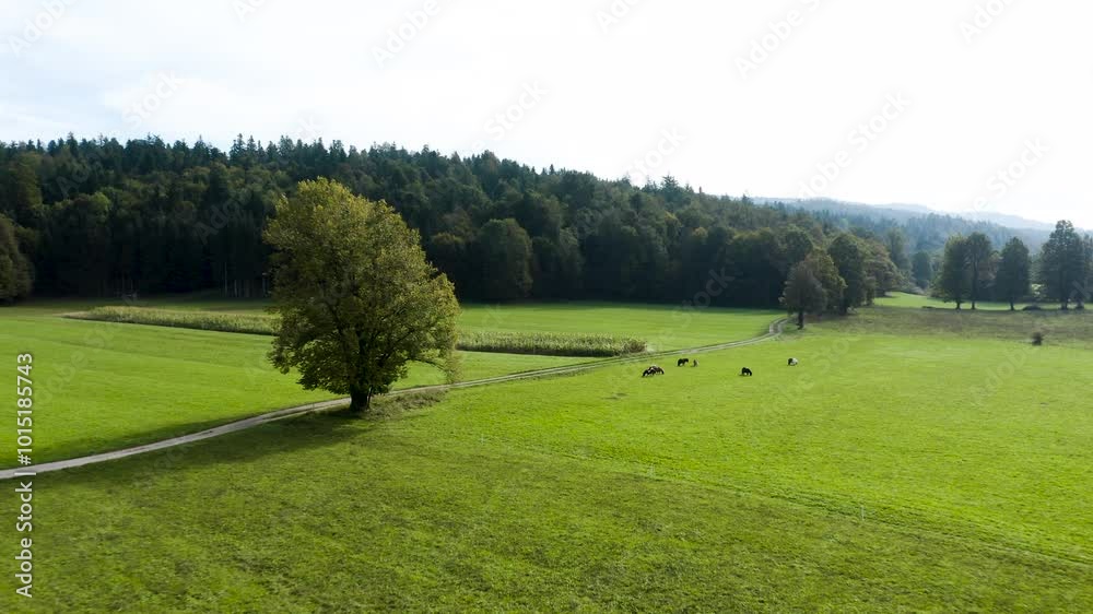 A peaceful rural landscape featuring a single large tree, a winding path, and a group of ponies grazing on a vast green field. The backdrop of dense forest adds to the scenic countryside atmosphere. A peaceful rural landscape featuring a single large tree, a winding path, and a group of ponies grazing on a vast green field. The backdrop of dense forest adds to the scenic countryside atmosphere.