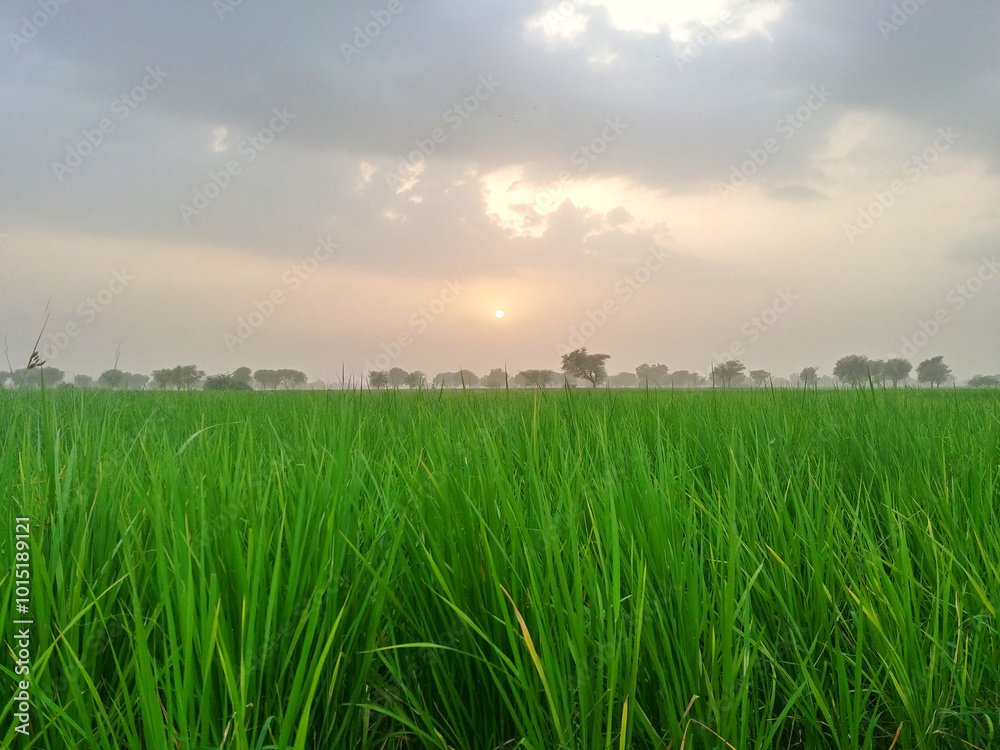 Fototapeta premium Vibrant agricultural plains fields landscapes of Pakistan. These fertile plains of Indus River Basin highlight the rich farming traditions and abundant harvests central to Pakistan’s economy.