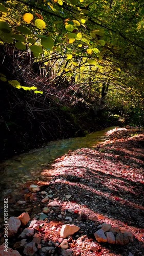 stream in the forest