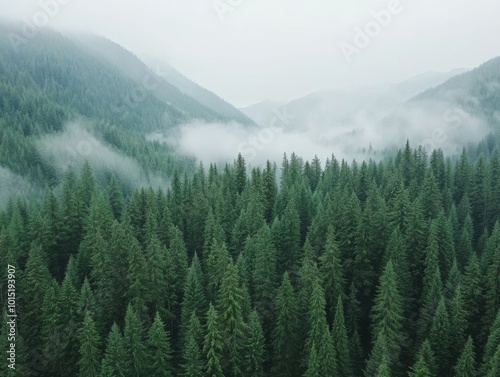 Mystical Fog in Ancient Towering Forest Landscape