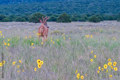 Mule Deer Buck Standing Among Prairie Sunflowers photo