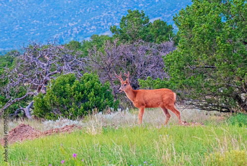 Young Mule Deer Buck With Velvet Antlers photo