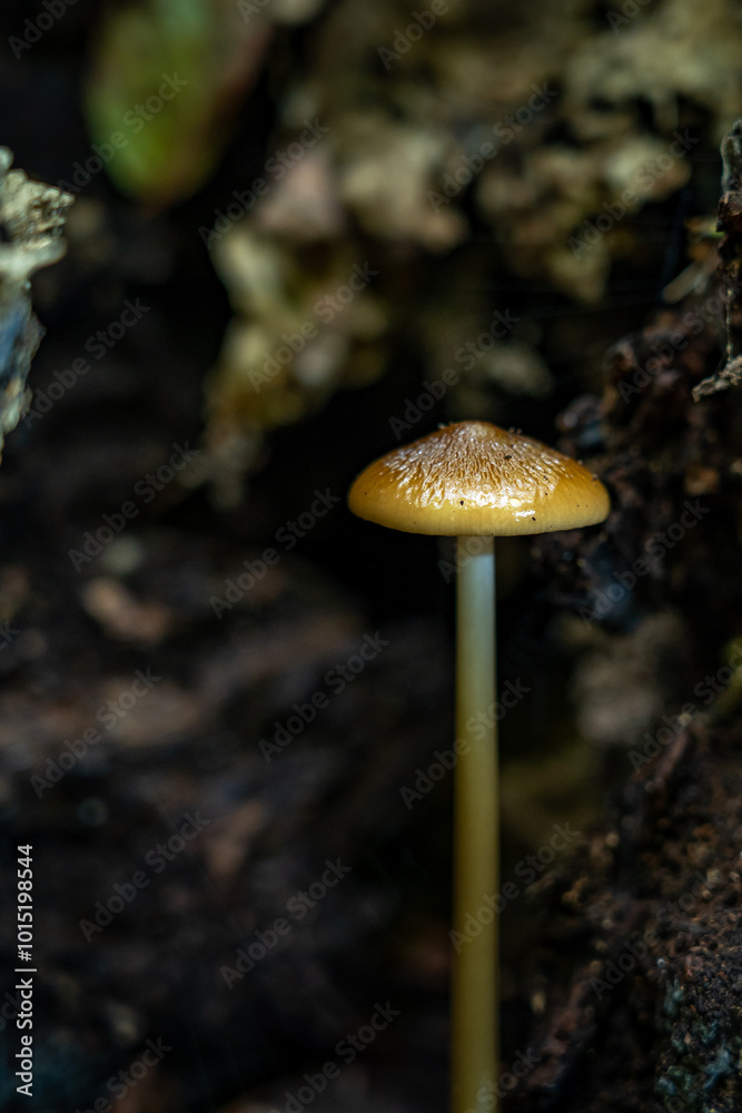 Fototapeta premium Entdecken Sie die faszinierende Welt der europäischen Pilze Aufgenommen im Wald, einzeln und in Gruppen, aus einzigartigen Blickwinkeln, auch von unten. Perfekt für Naturfreunde