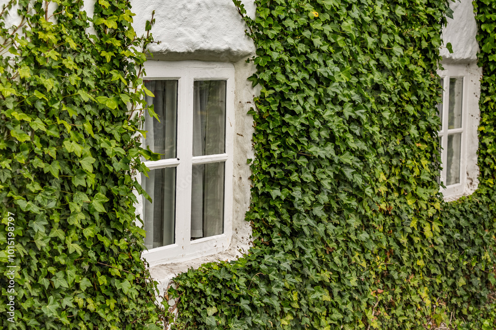 Ivy covered wall and white window, Reykjavik, the capital city of Iceland Ivy covered wall and white window, Reykjavik, the capital city of Iceland