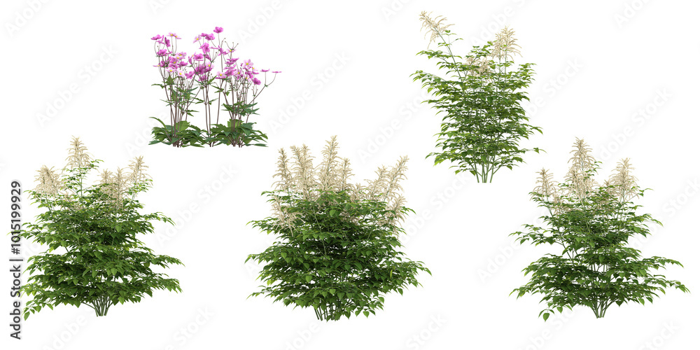 Collection of anemone hupehensis,Aruncus flower plants with transparent background Collection of anemone hupehensis,Aruncus flower plants with transparent background