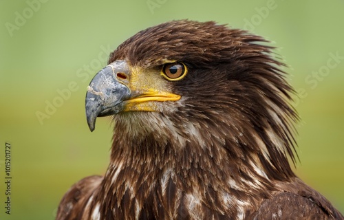 portrait of a eagle