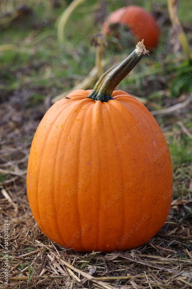 Pumpkins plantation field in autumn time to harvest Pumpkins plantation field in autumn time to harvest